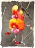 orange orchids